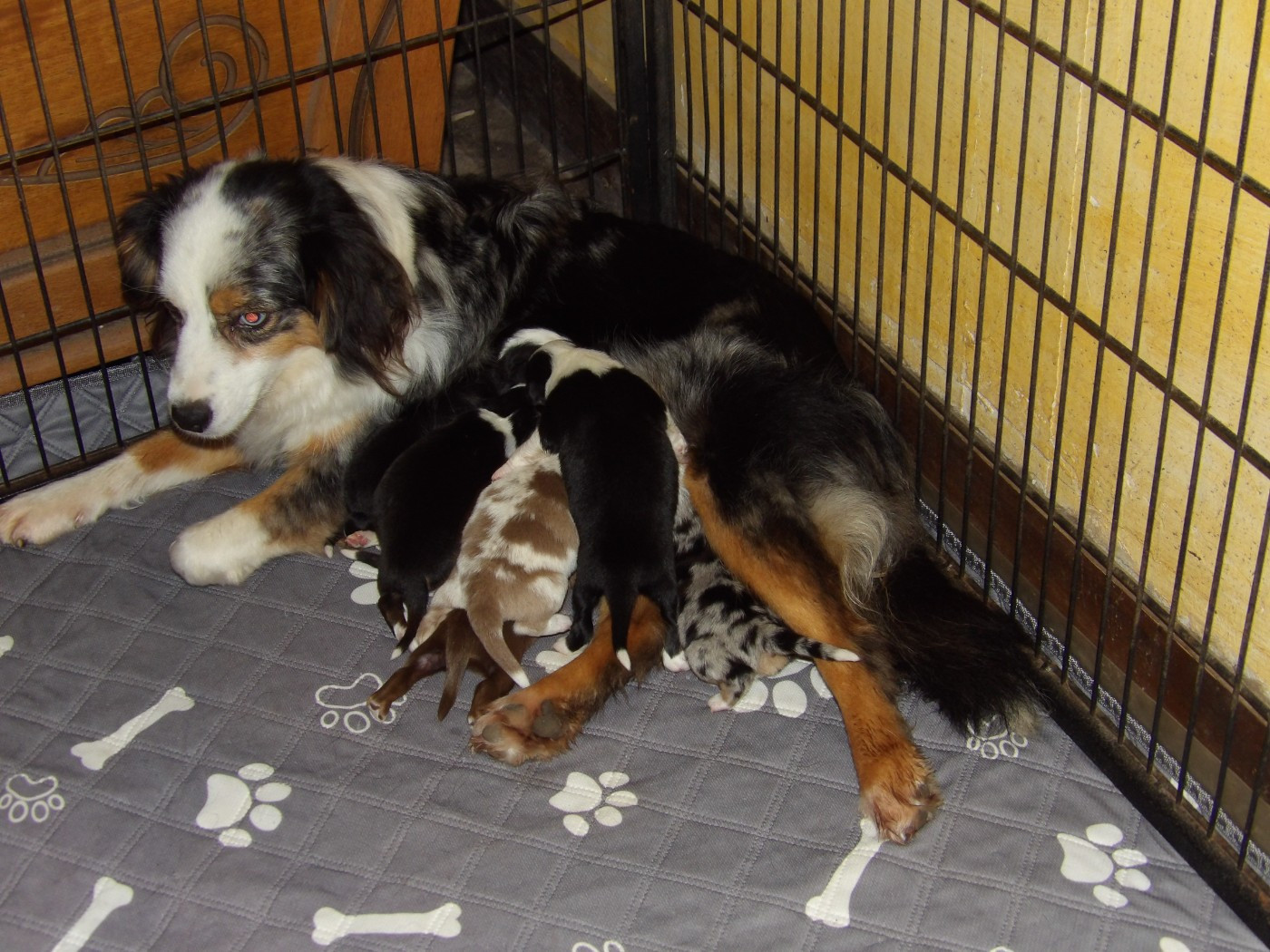 Du Royaume D’Aria - Les bébés de Tay