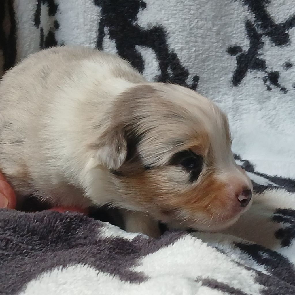 Du Royaume D’Aria - Chiots disponibles - Berger Américain Miniature 