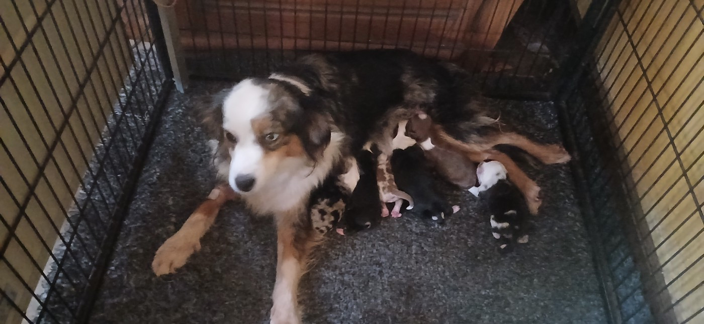 Chiot Berger Américain Miniature  Du Royaume D’Aria