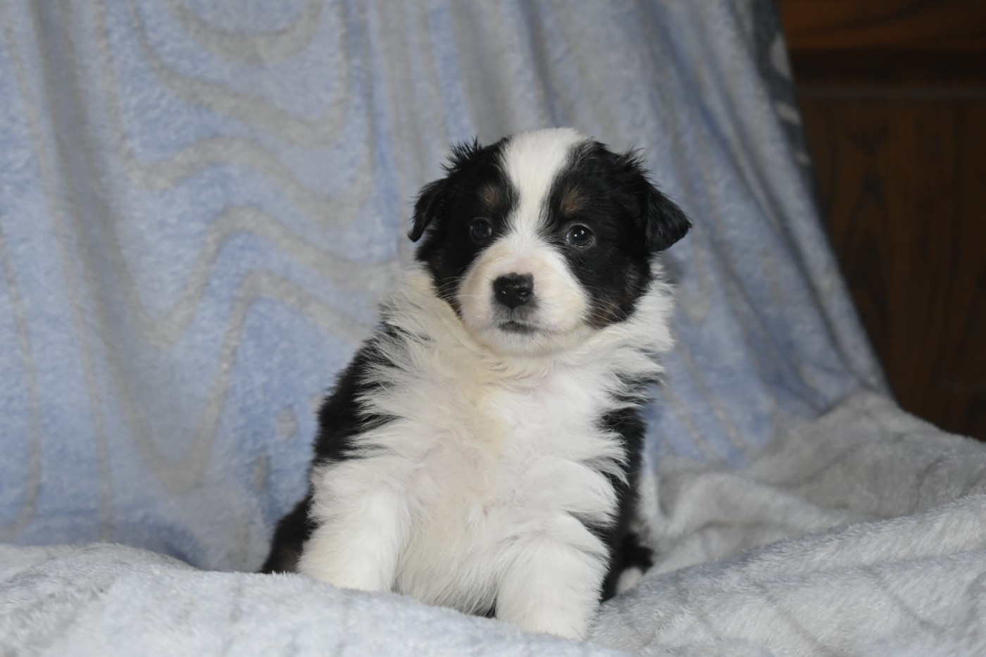 Du Royaume D’Aria - Chiots disponibles - Berger Américain Miniature 