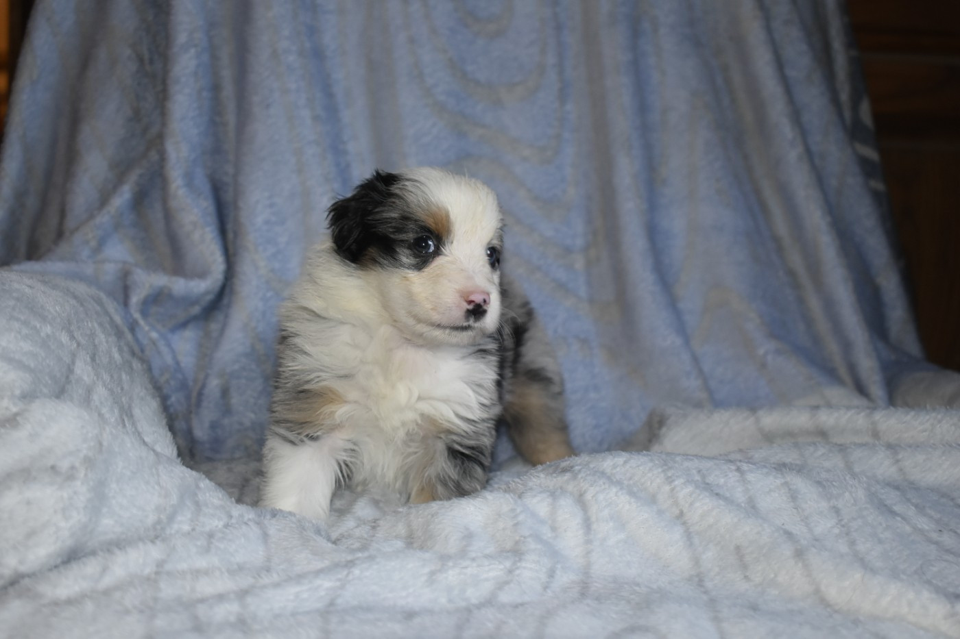 Du Royaume D’Aria - Chiots disponibles - Berger Américain Miniature 