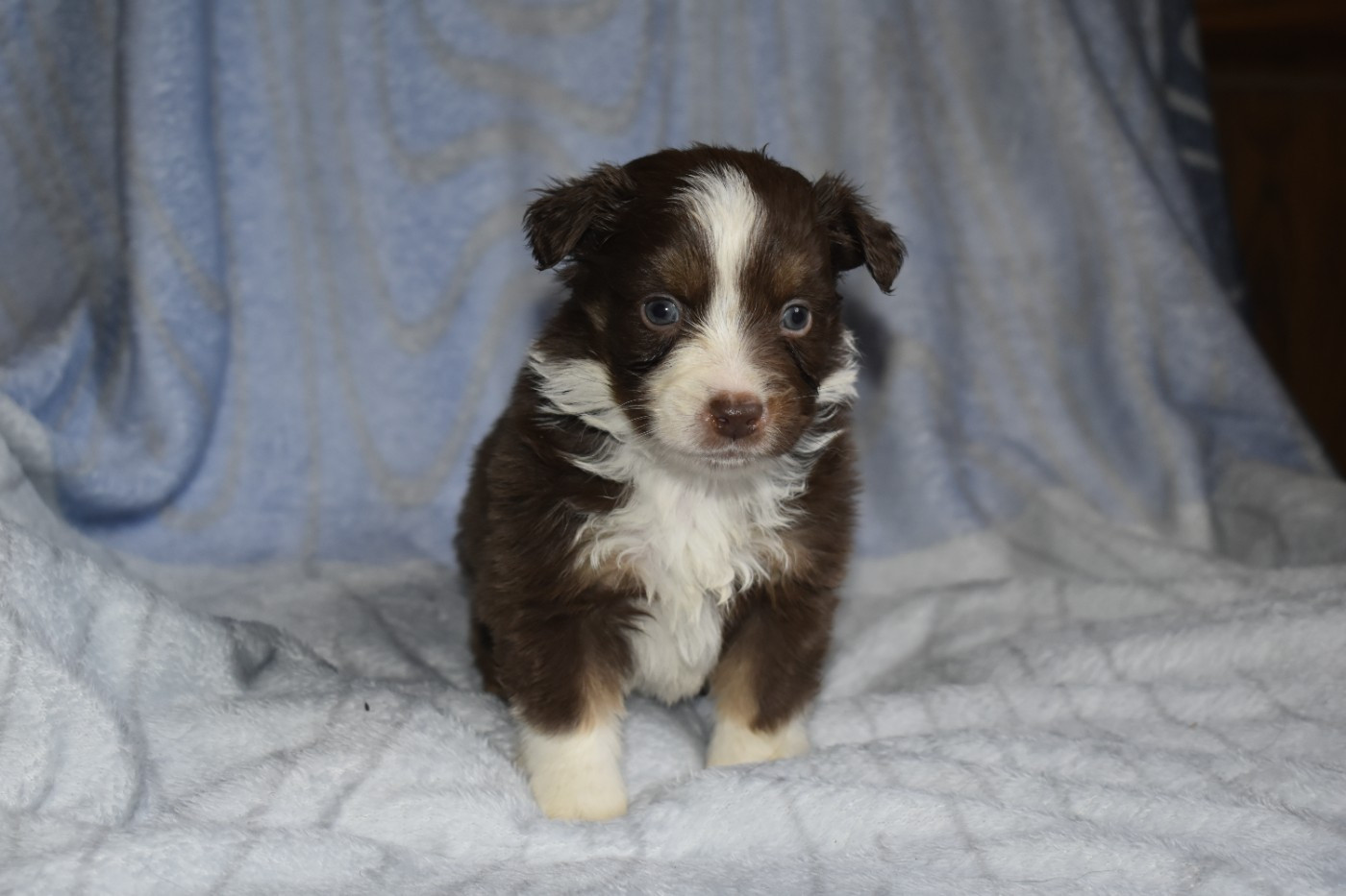 Du Royaume D’Aria - Chiots disponibles - Berger Américain Miniature 