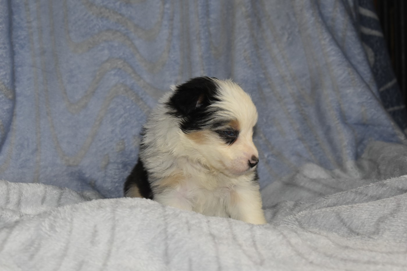 Du Royaume D’Aria - Chiots disponibles - Berger Américain Miniature 