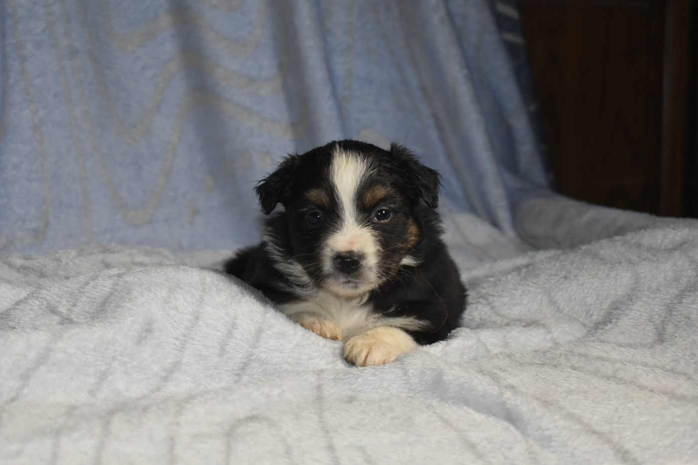 Du Royaume D’Aria - Chiots disponibles - Berger Américain Miniature 