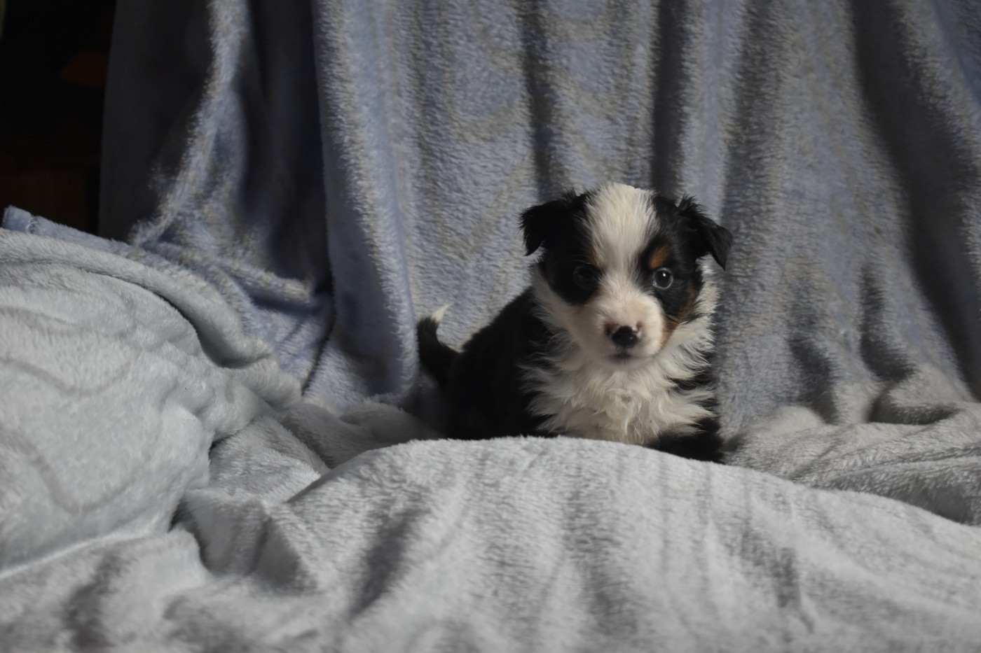 Du Royaume D’Aria - Chiots disponibles - Berger Américain Miniature 