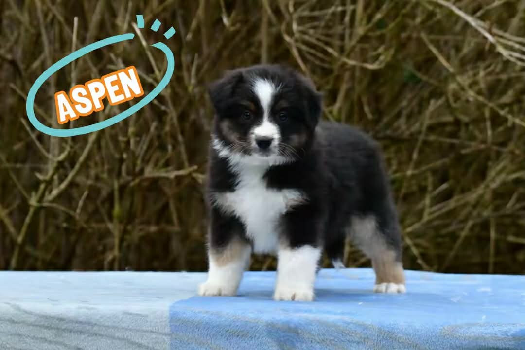 Du Royaume D’Aria - Chiots disponibles - Berger Américain Miniature 