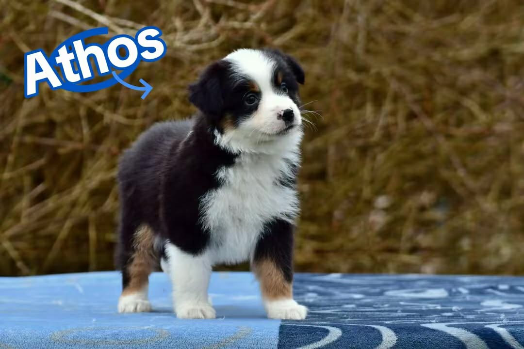 Du Royaume D’Aria - Chiots disponibles - Berger Américain Miniature 