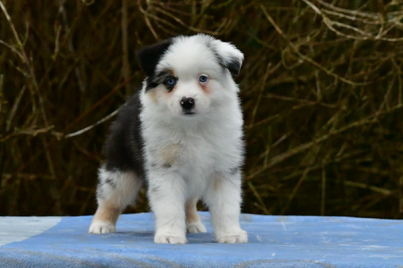 Du Royaume D’Aria - Chiots disponibles - Berger Américain Miniature 