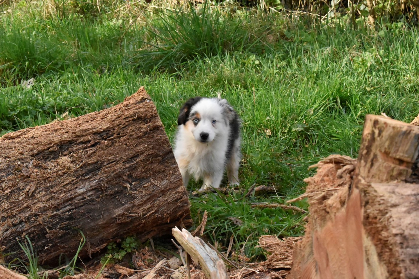 Du Royaume D’Aria - Chiots disponibles - Berger Américain Miniature 