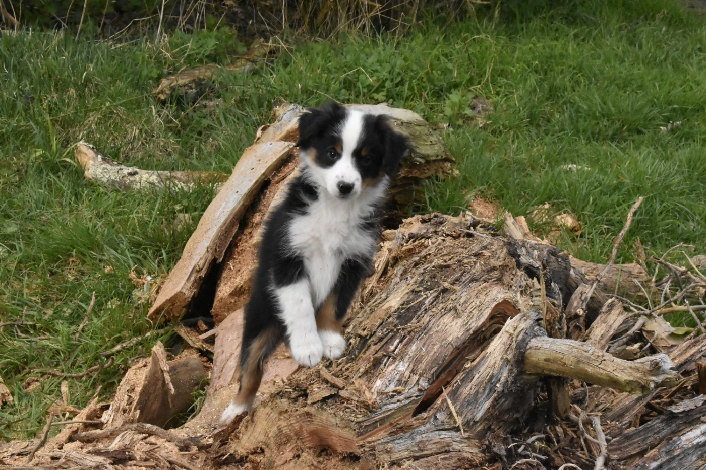 Du Royaume D’Aria - Chiots disponibles - Berger Américain Miniature 