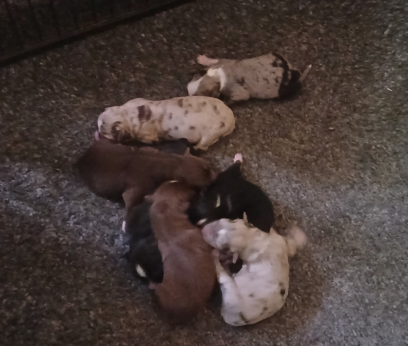 Chiot Berger Américain Miniature  Du Royaume D’Aria