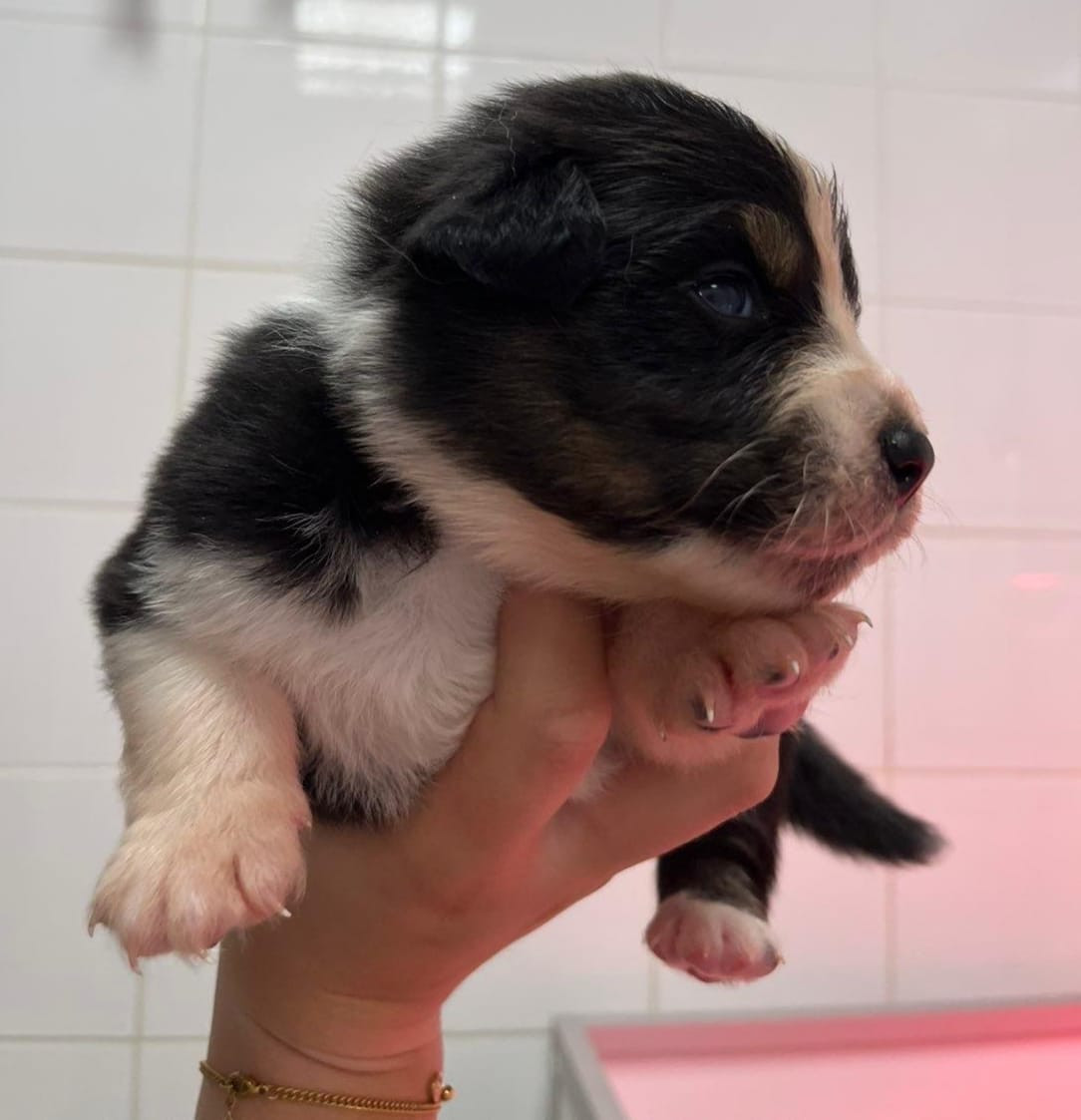 Du Royaume D’Aria - Chiots disponibles - Berger Australien
