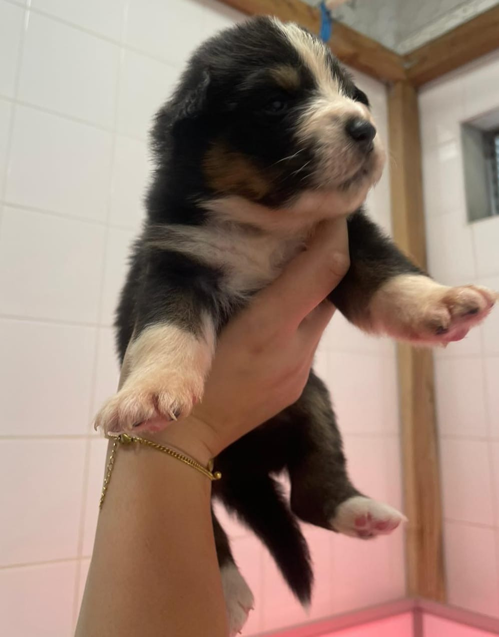 Du Royaume D’Aria - Chiots disponibles - Berger Australien