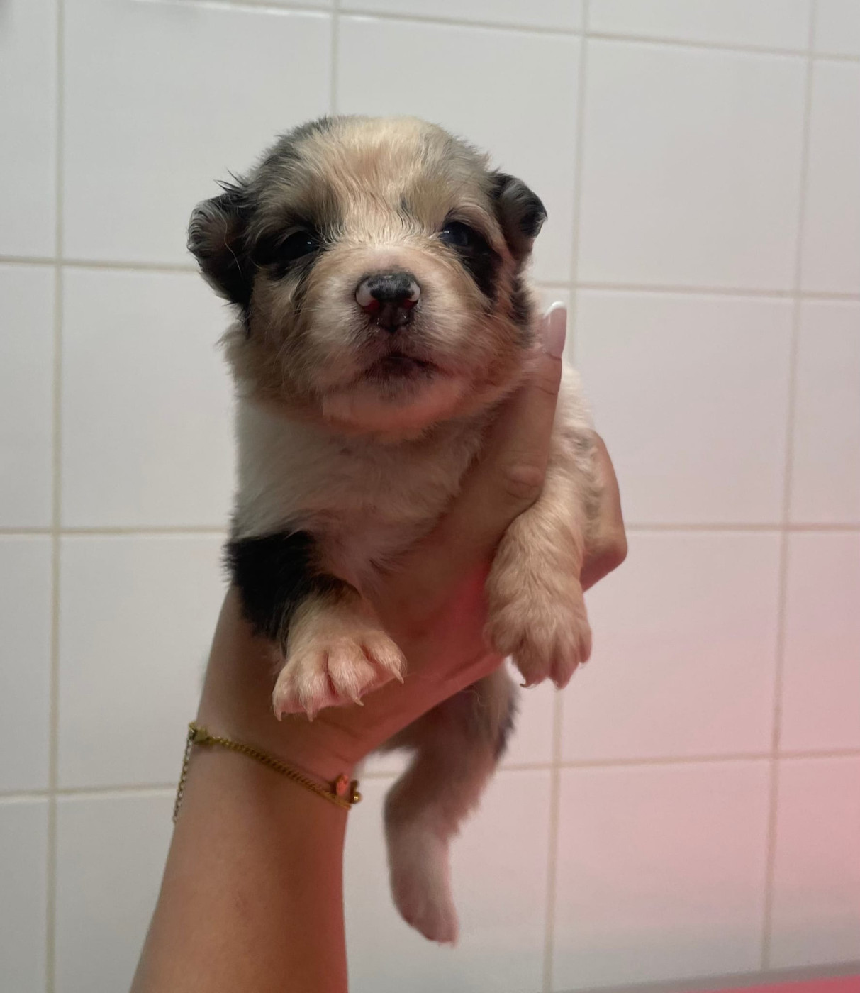 Du Royaume D’Aria - Chiots disponibles - Berger Australien