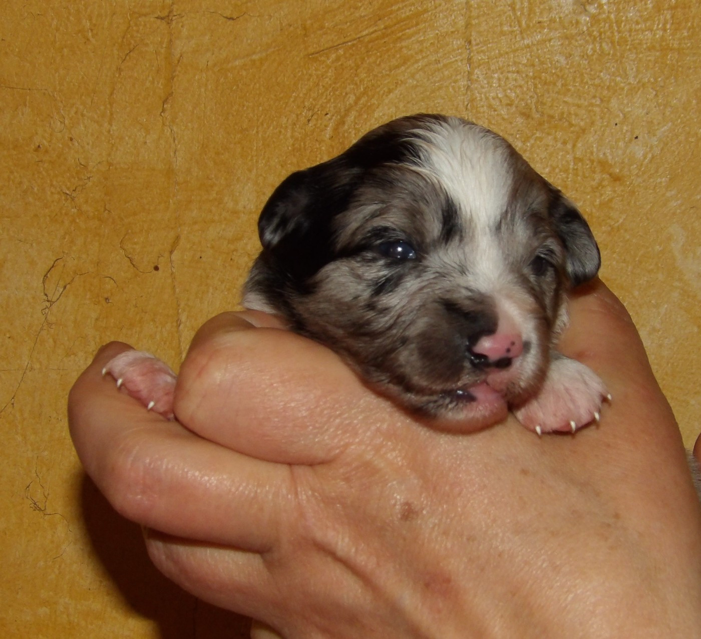 Du Royaume D’Aria - Chiots disponibles - Berger Américain Miniature 