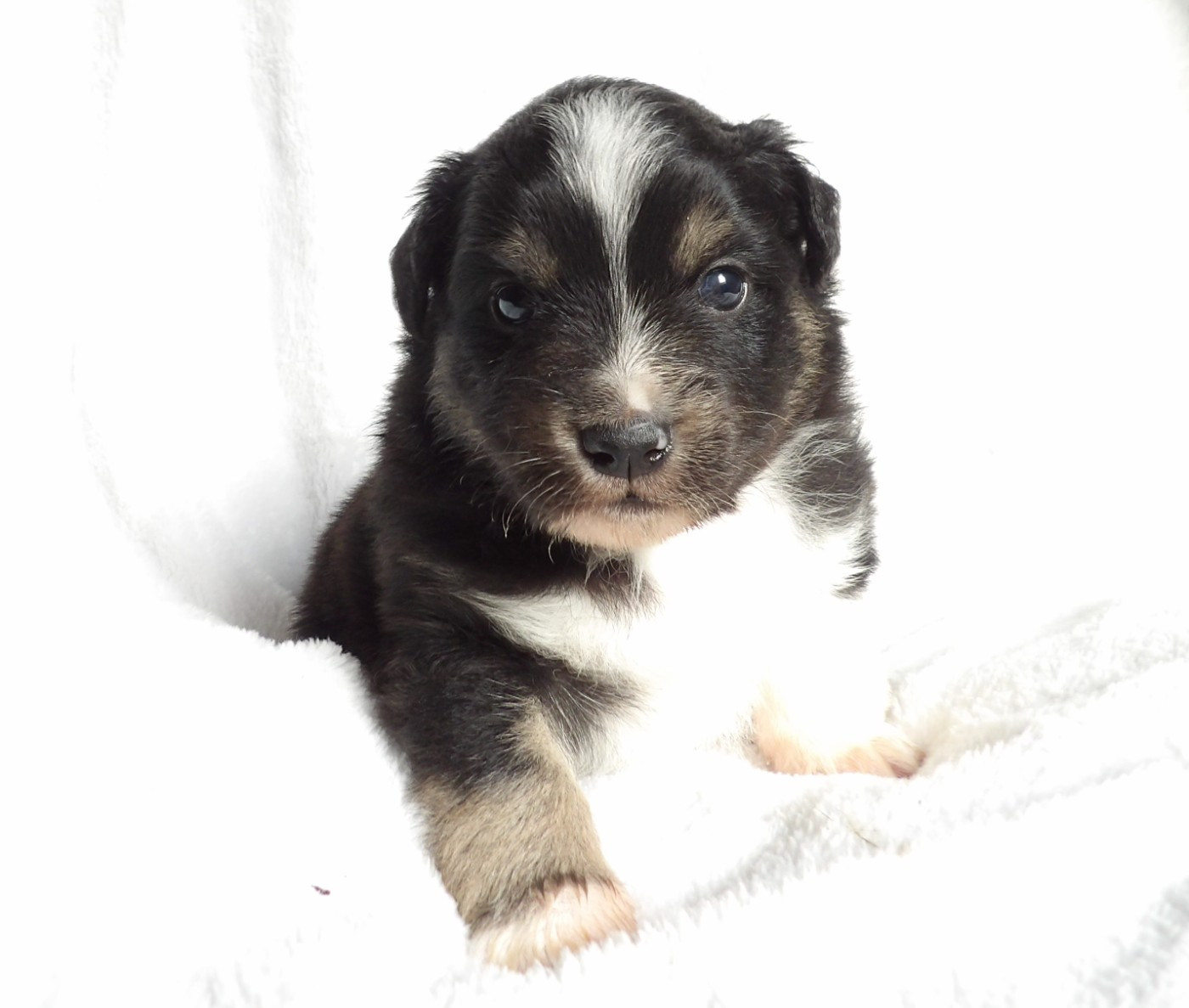 Du Royaume D’Aria - Chiots disponibles - Berger Américain Miniature 