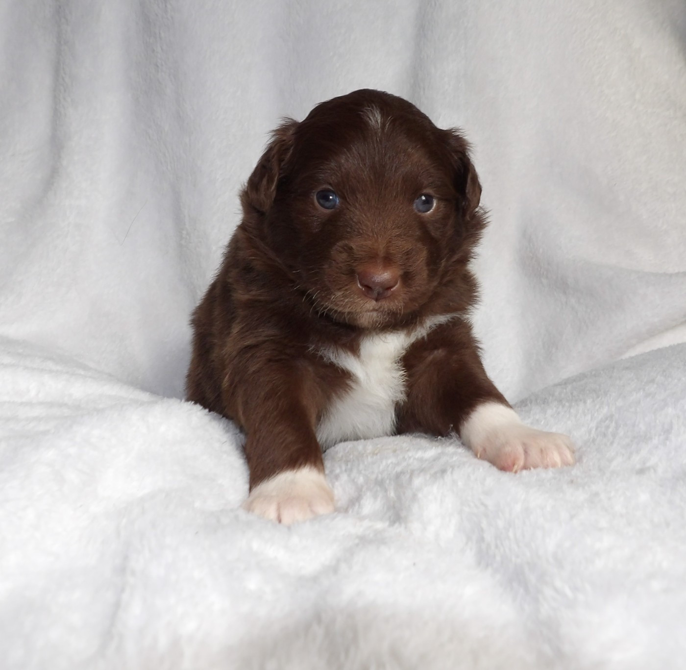Du Royaume D’Aria - Chiots disponibles - Berger Américain Miniature 