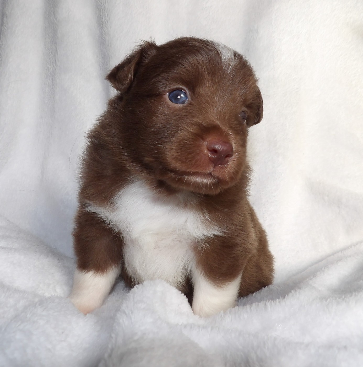 Du Royaume D’Aria - Chiots disponibles - Berger Américain Miniature 