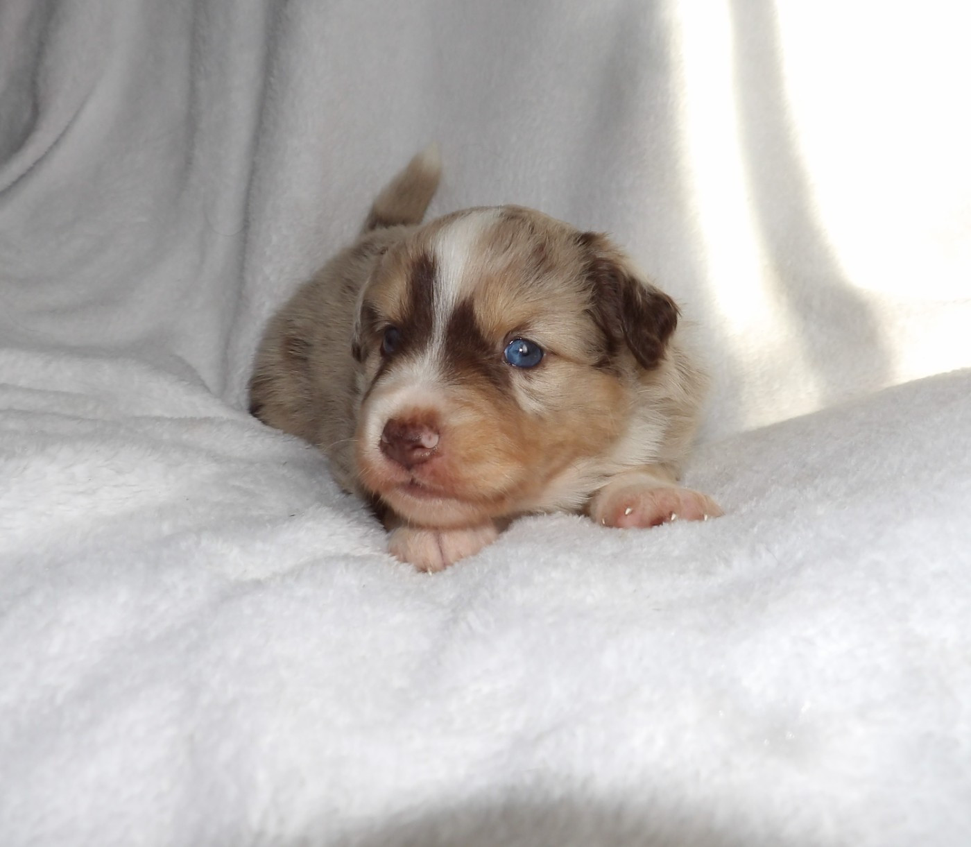Du Royaume D’Aria - Chiots disponibles - Berger Américain Miniature 