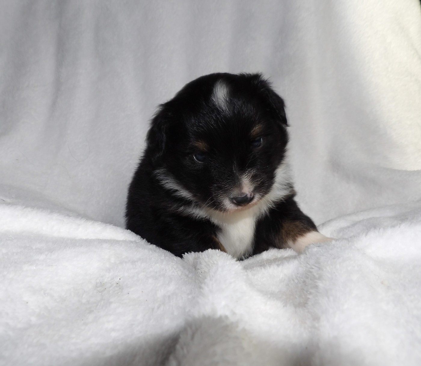 Du Royaume D’Aria - Chiots disponibles - Berger Américain Miniature 