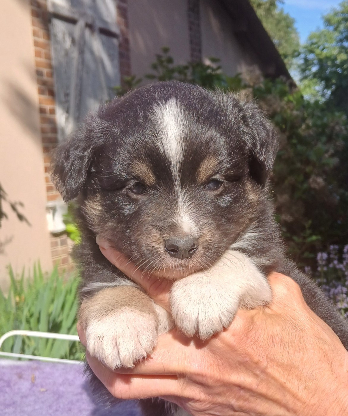 Du Royaume D’Aria - Chiots disponibles - Berger Américain Miniature 