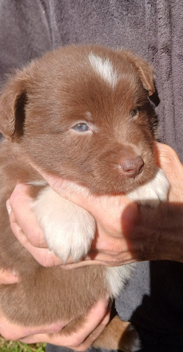 Du Royaume D’Aria - Chiots disponibles - Berger Américain Miniature 