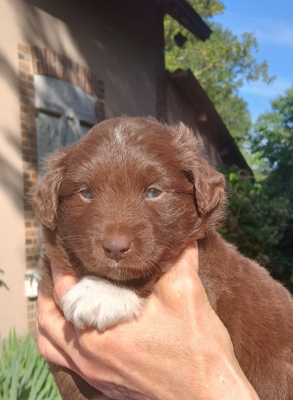 Du Royaume D’Aria - Chiots disponibles - Berger Américain Miniature 