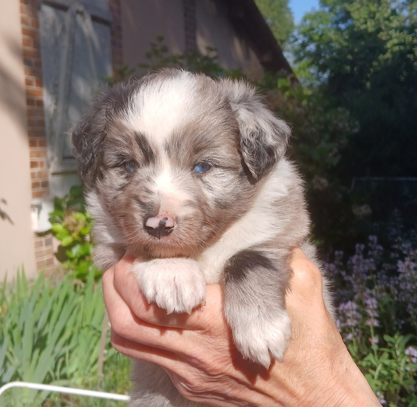 Du Royaume D’Aria - Chiots disponibles - Berger Américain Miniature 