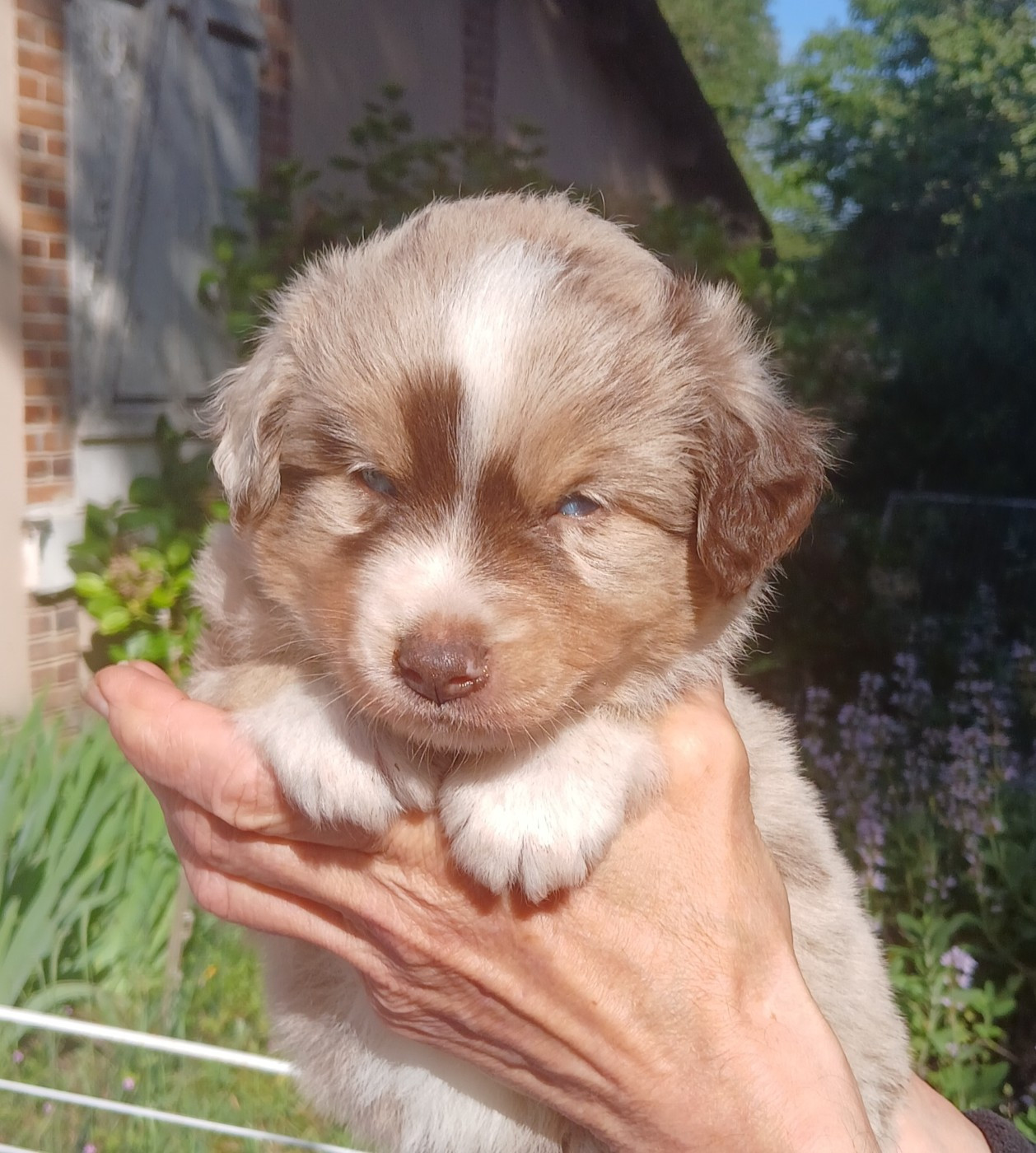 Du Royaume D’Aria - Chiots disponibles - Berger Américain Miniature 