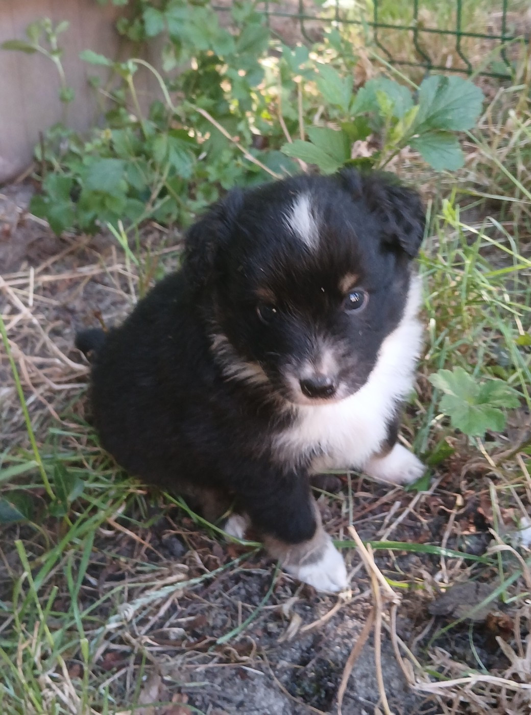 Du Royaume D’Aria - Chiots disponibles - Berger Américain Miniature 
