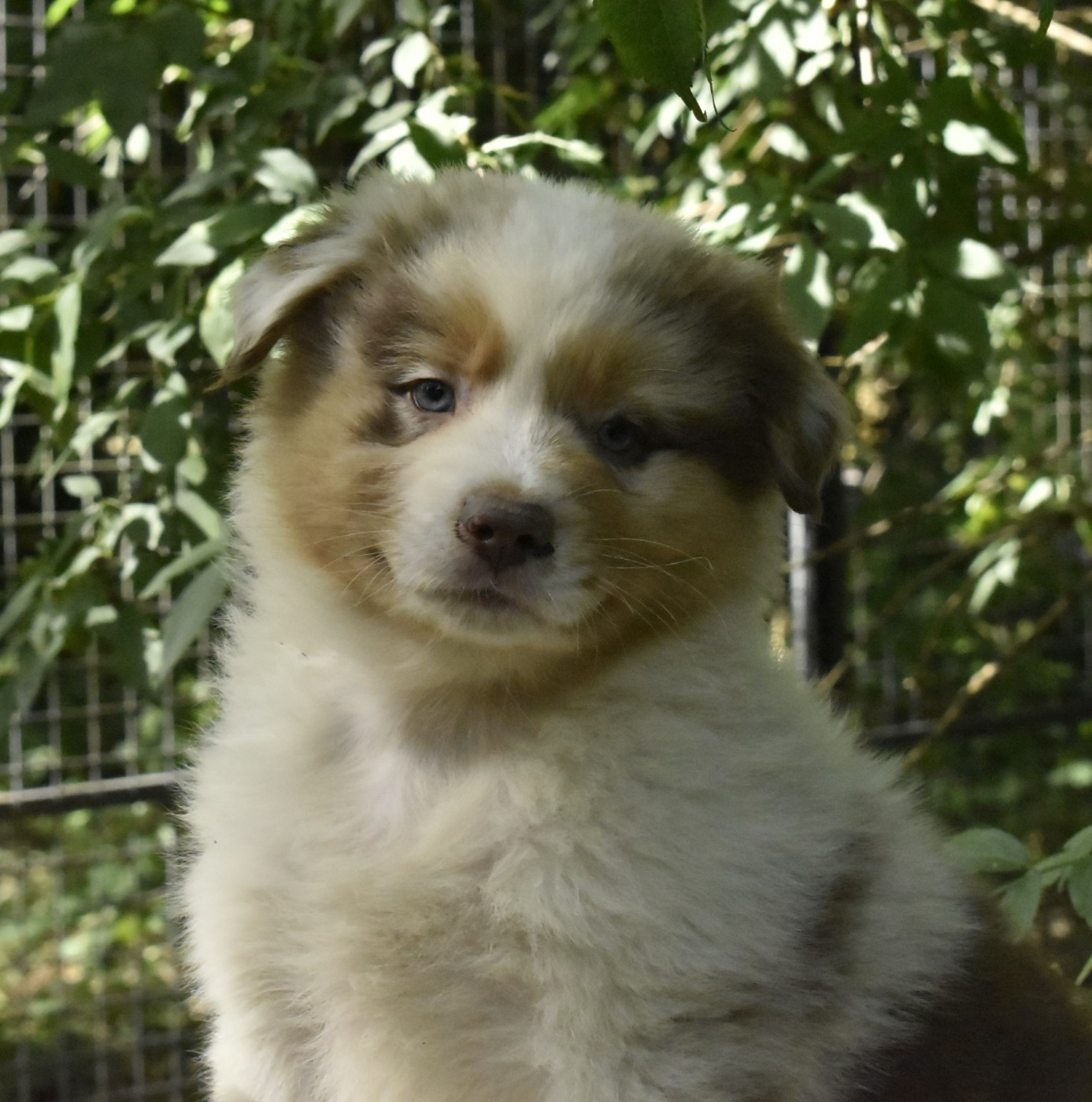 Du Royaume D’Aria - Chiots disponibles - Berger Australien