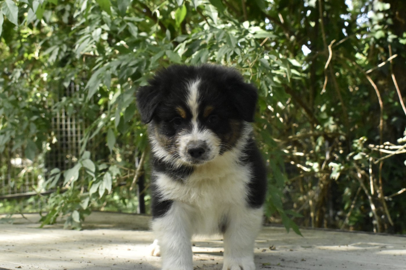 Du Royaume D’Aria - Chiots disponibles - Berger Australien