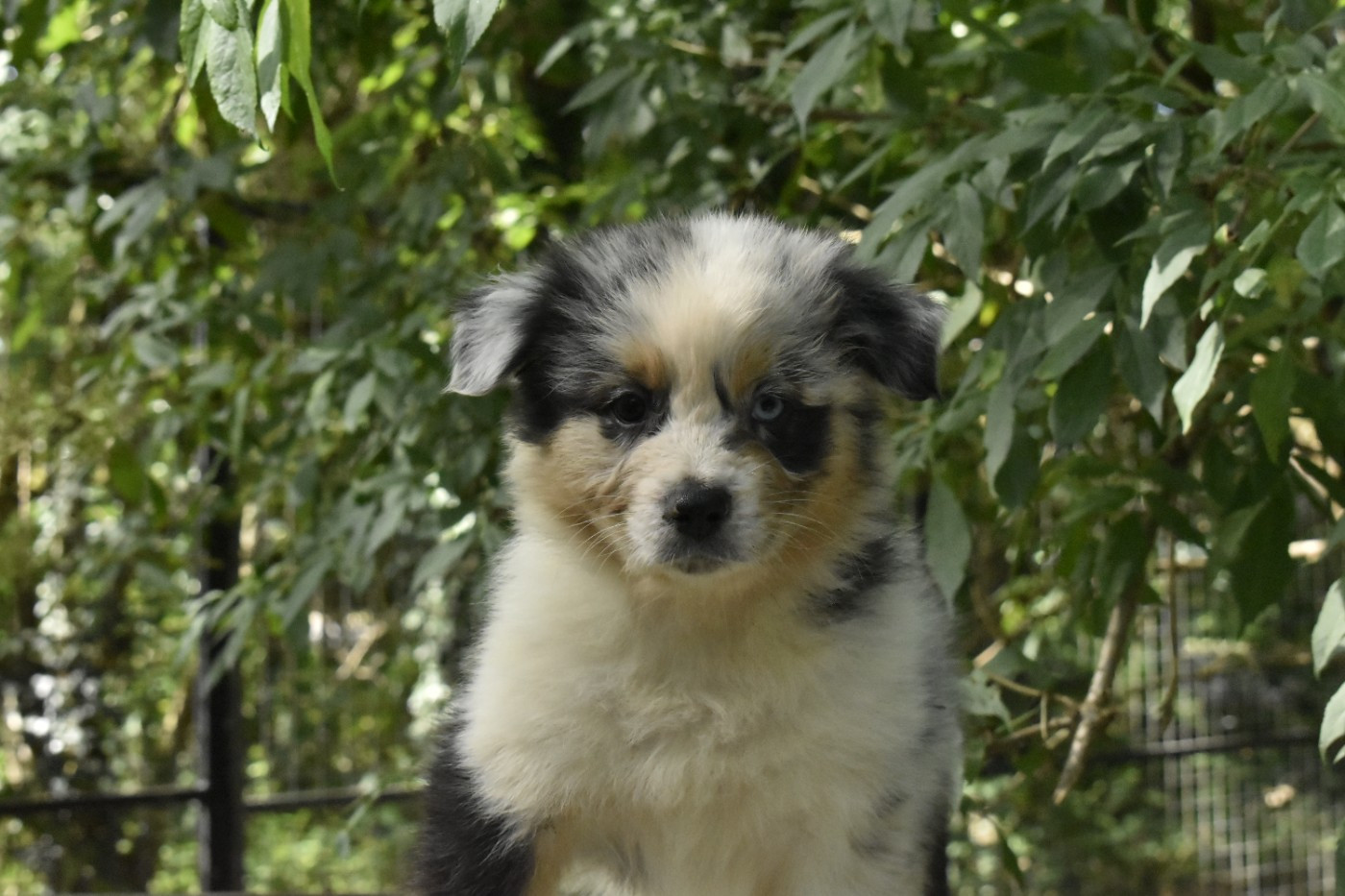 Du Royaume D’Aria - Chiots disponibles - Berger Australien