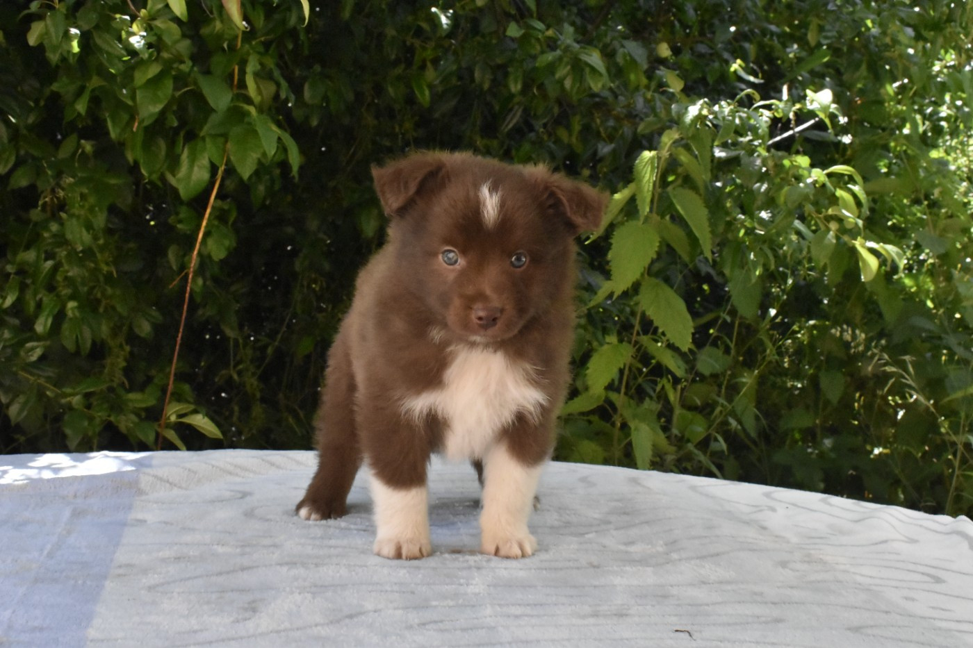Du Royaume D’Aria - Chiots disponibles - Berger Américain Miniature 