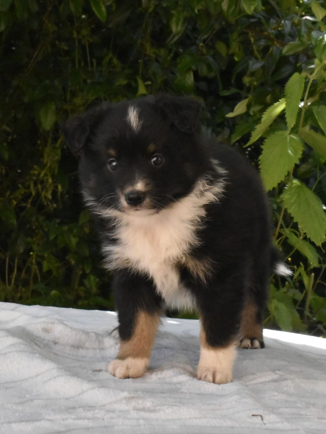 Du Royaume D’Aria - Chiots disponibles - Berger Américain Miniature 