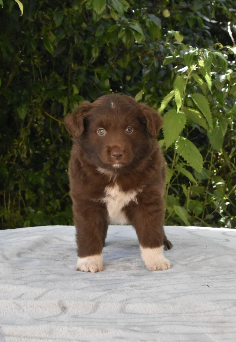 Du Royaume D’Aria - Chiots disponibles - Berger Américain Miniature 
