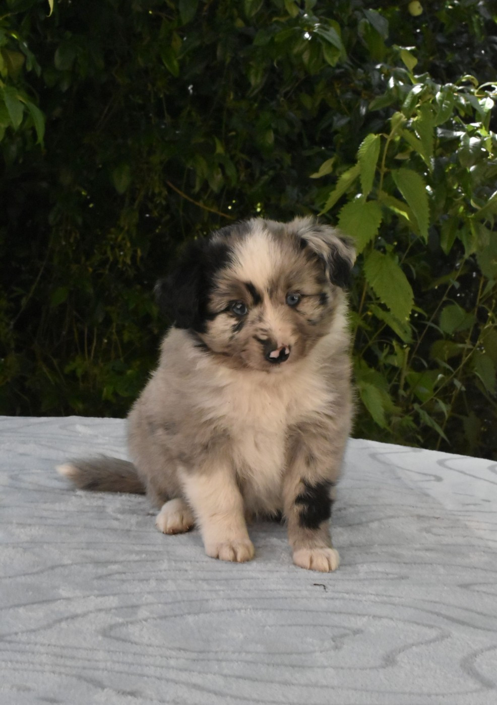 Du Royaume D’Aria - Chiots disponibles - Berger Américain Miniature 