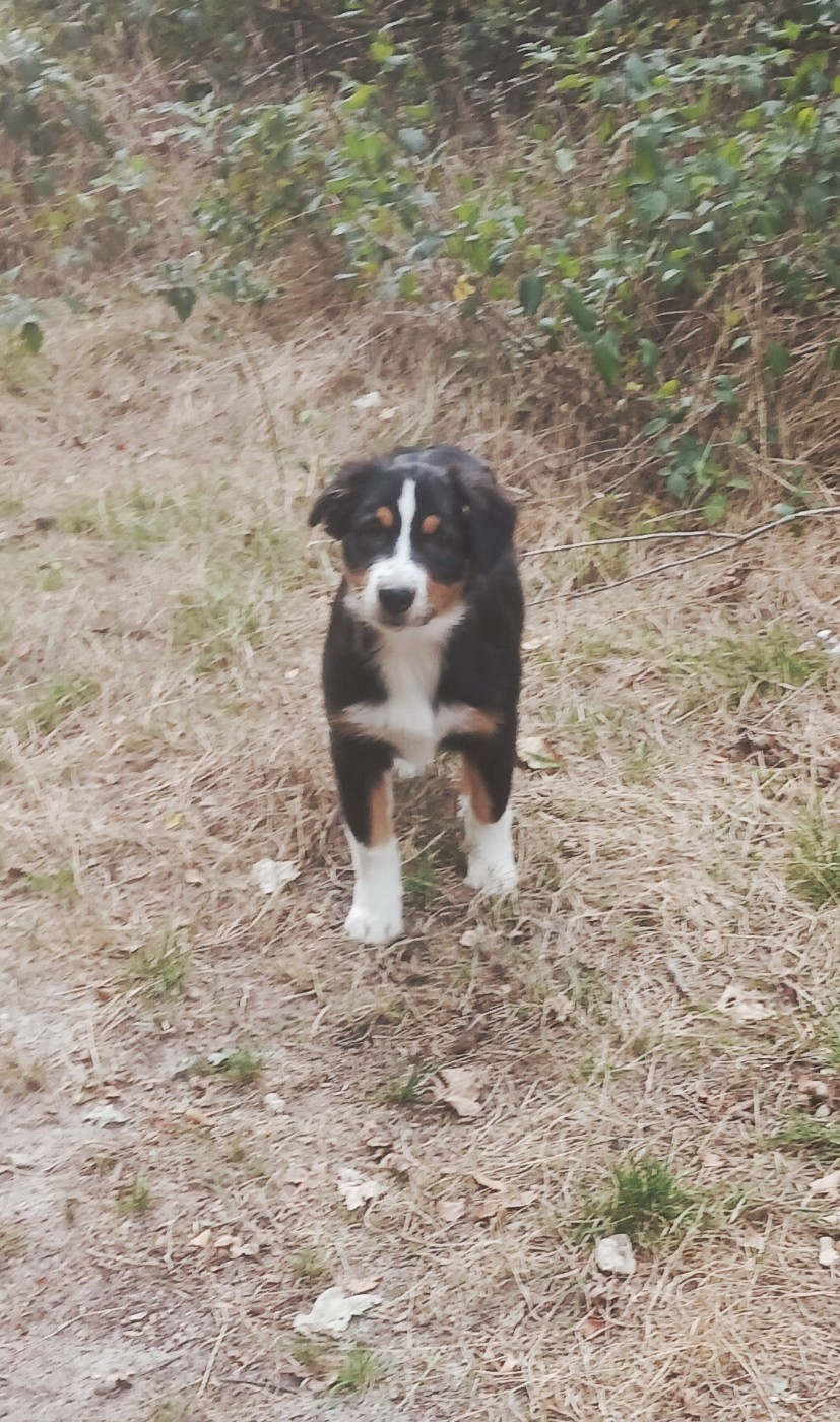 Du Royaume D’Aria - Chiots disponibles - Berger Australien