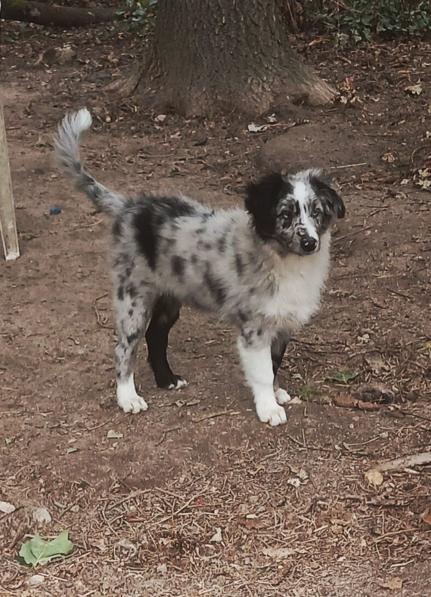 Du Royaume D’Aria - Chiots disponibles - Berger Américain Miniature 