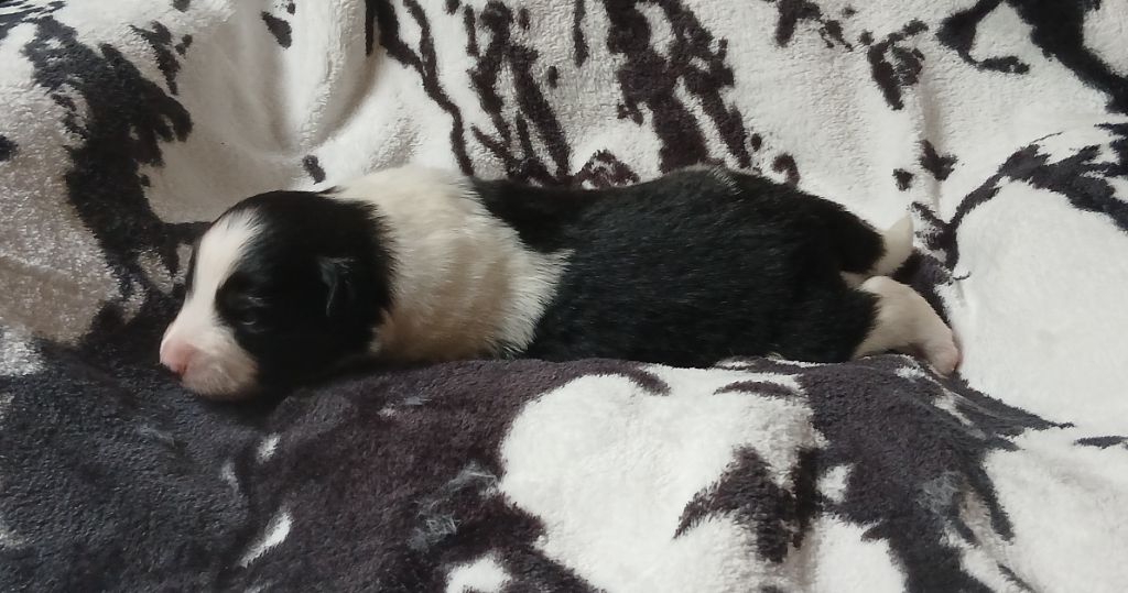 Du Royaume D’Aria - Chiots disponibles - Berger Américain Miniature 