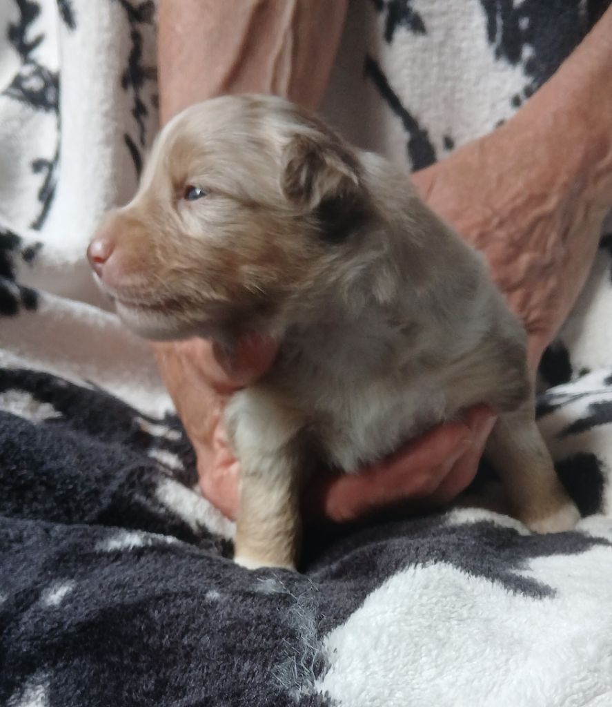 Du Royaume D’Aria - Chiots disponibles - Berger Américain Miniature 