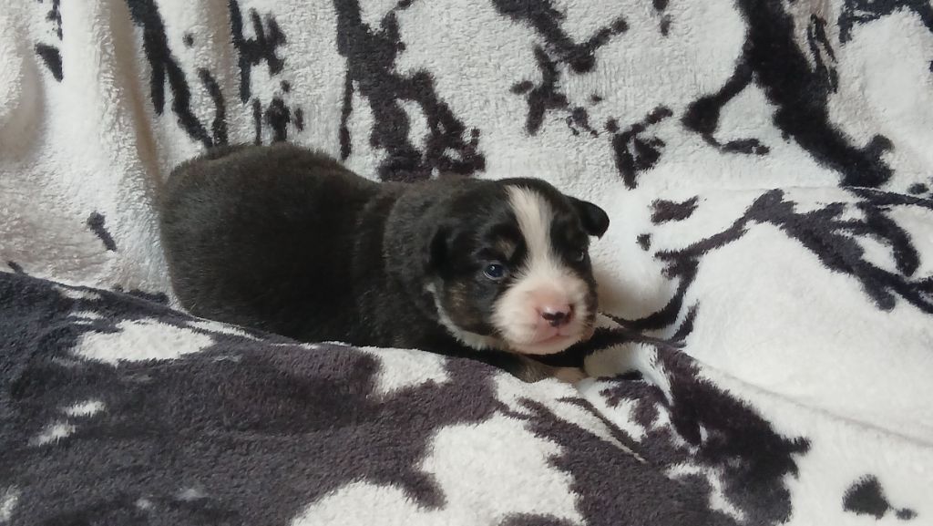 Du Royaume D’Aria - Chiots disponibles - Berger Américain Miniature 