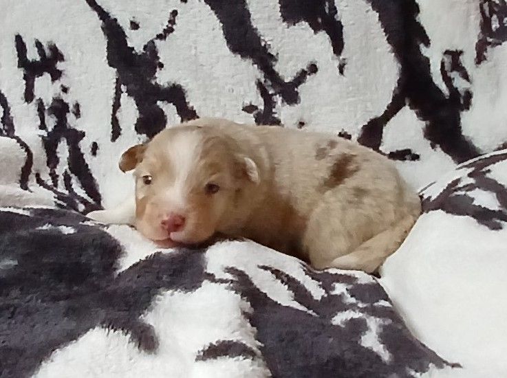 Du Royaume D’Aria - Chiots disponibles - Berger Américain Miniature 