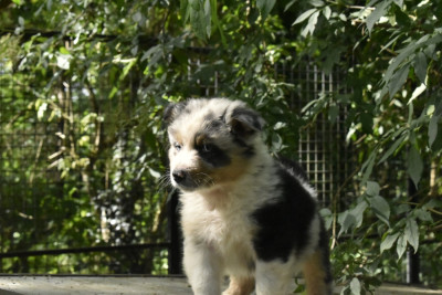 collier bleu. Bleu merle