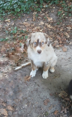 Baloo