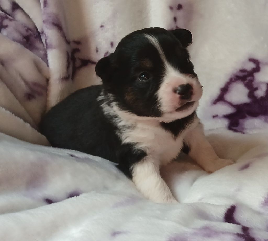 Du Royaume D’Aria - Chiots disponibles - Berger Américain Miniature 