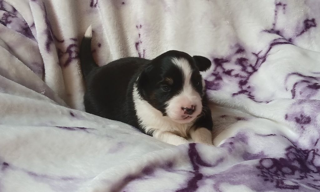 Du Royaume D’Aria - Chiots disponibles - Berger Américain Miniature 